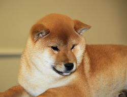 picture of dog