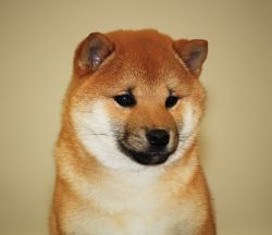 picture of dog