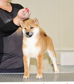 picture of dog