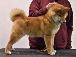 picture of dog