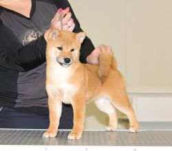 picture of dog