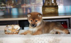 picture of dog