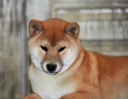 picture of dog