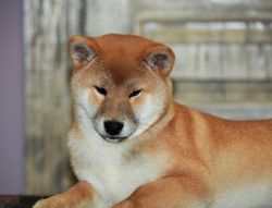picture of dog
