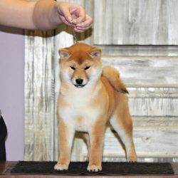 picture of dog