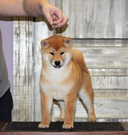 picture of dog