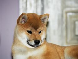 picture of dog