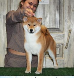 picture of dog