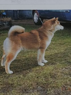 picture of dog