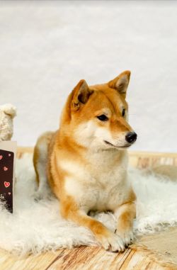 picture of dog
