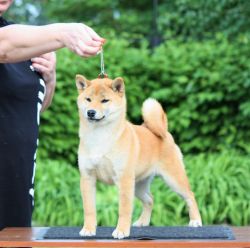 picture of dog