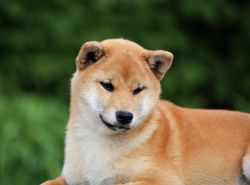 picture of dog
