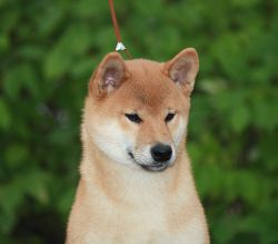 picture of dog