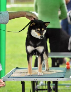 picture of dog