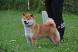 picture of dog