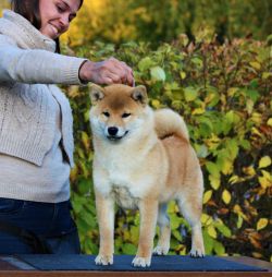 picture of dog
