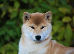 picture of dog