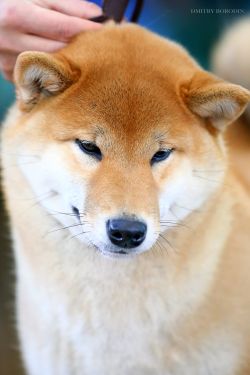 picture of dog