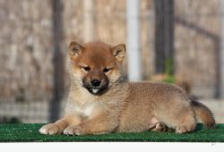 picture of dog