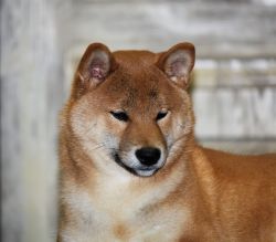 picture of dog