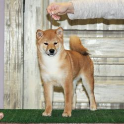 picture of dog