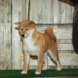 picture of dog
