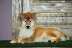 picture of dog
