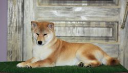 picture of dog