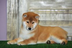 picture of dog