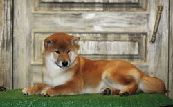 picture of dog