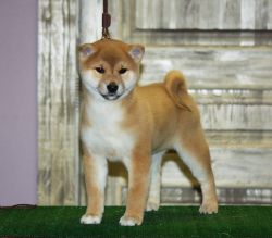 picture of dog