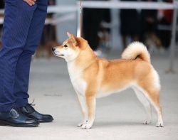picture of dog