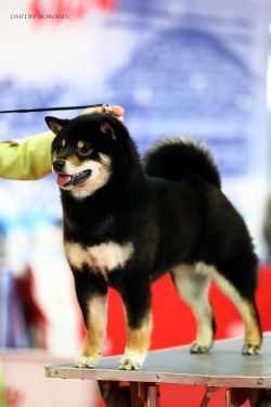 picture of dog
