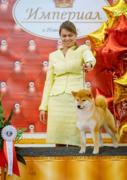 picture of dog
