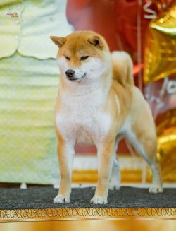 picture of dog