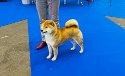 picture of dog