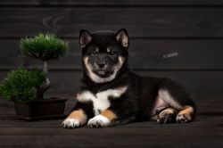 picture of dog