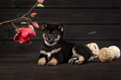 picture of dog