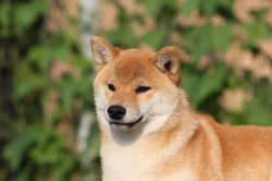 picture of dog