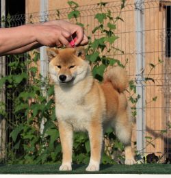 picture of dog
