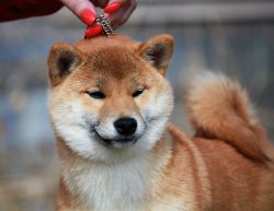 picture of dog