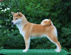 picture of dog