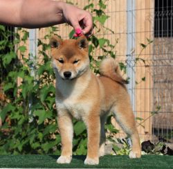 picture of dog
