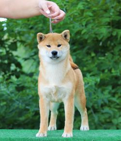 picture of dog