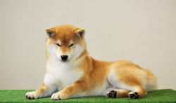 picture of dog