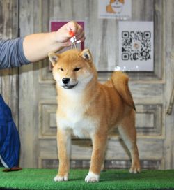 picture of dog