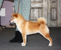 picture of dog
