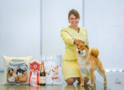 picture of dog