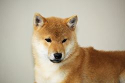picture of dog