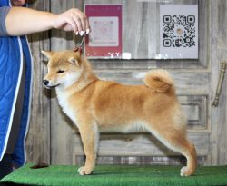 picture of dog
